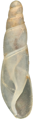 Cecilioides aciculaMULLSNÄCKA4,2 × 1,2 mm